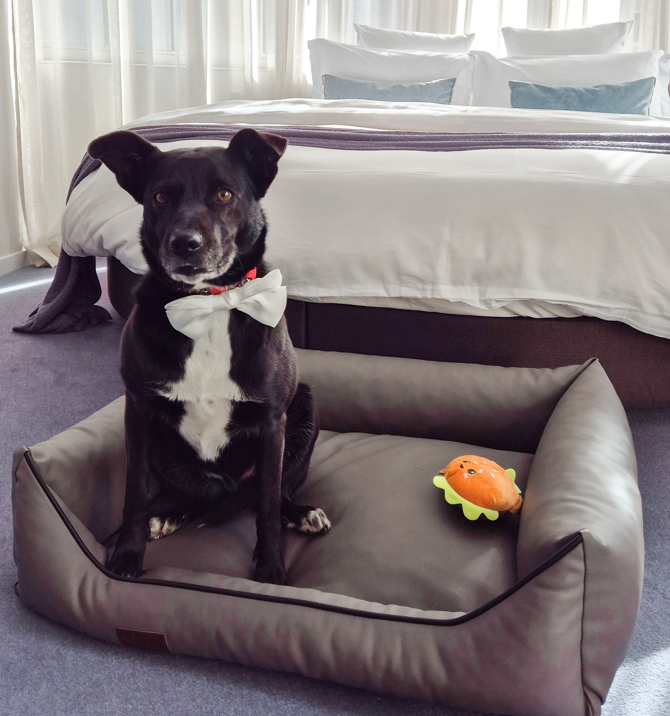 Hotel CUBO - DOG FRIENDLY