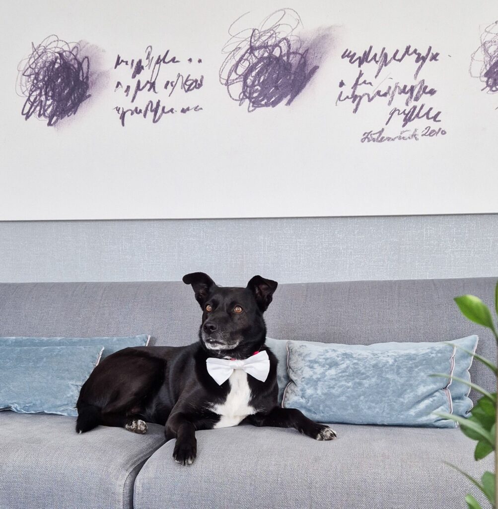 Hotel CUBO PET FRIENDLY