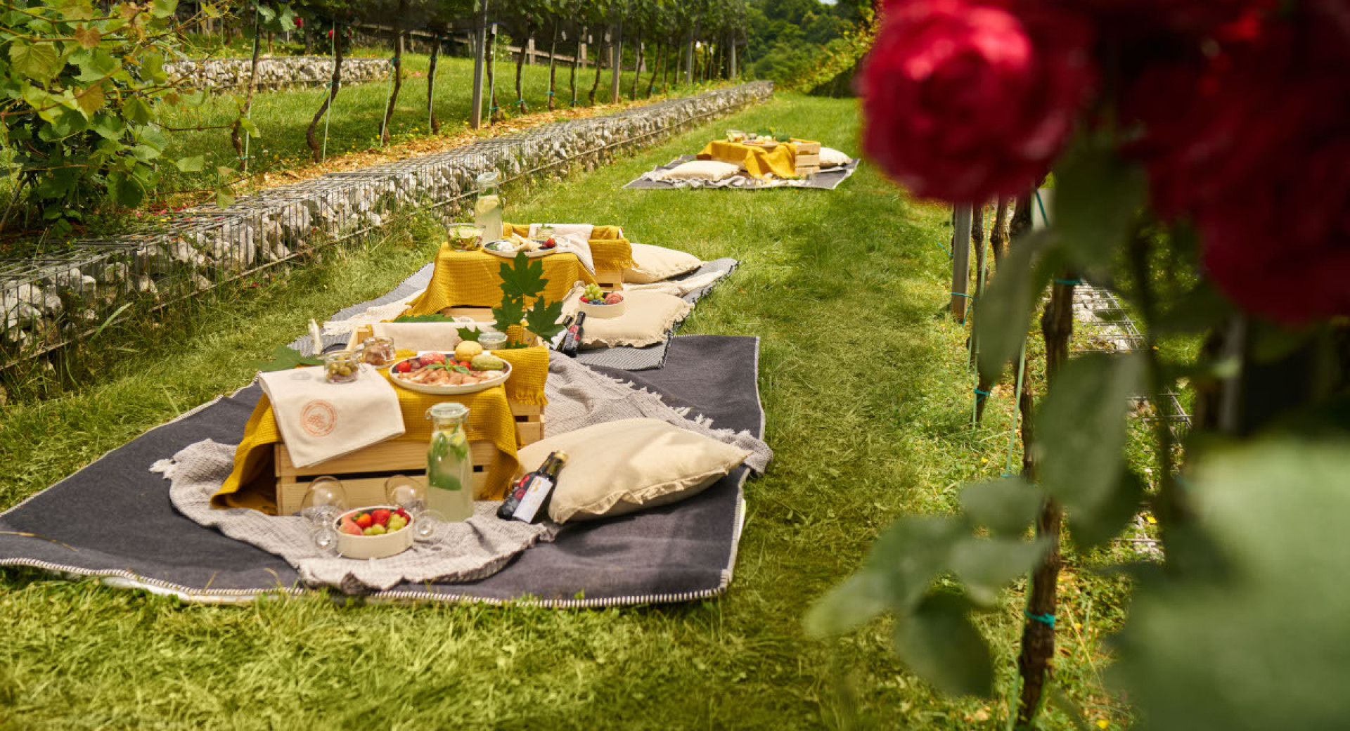 Wineyard, Ljubljana castle, Slovenia
