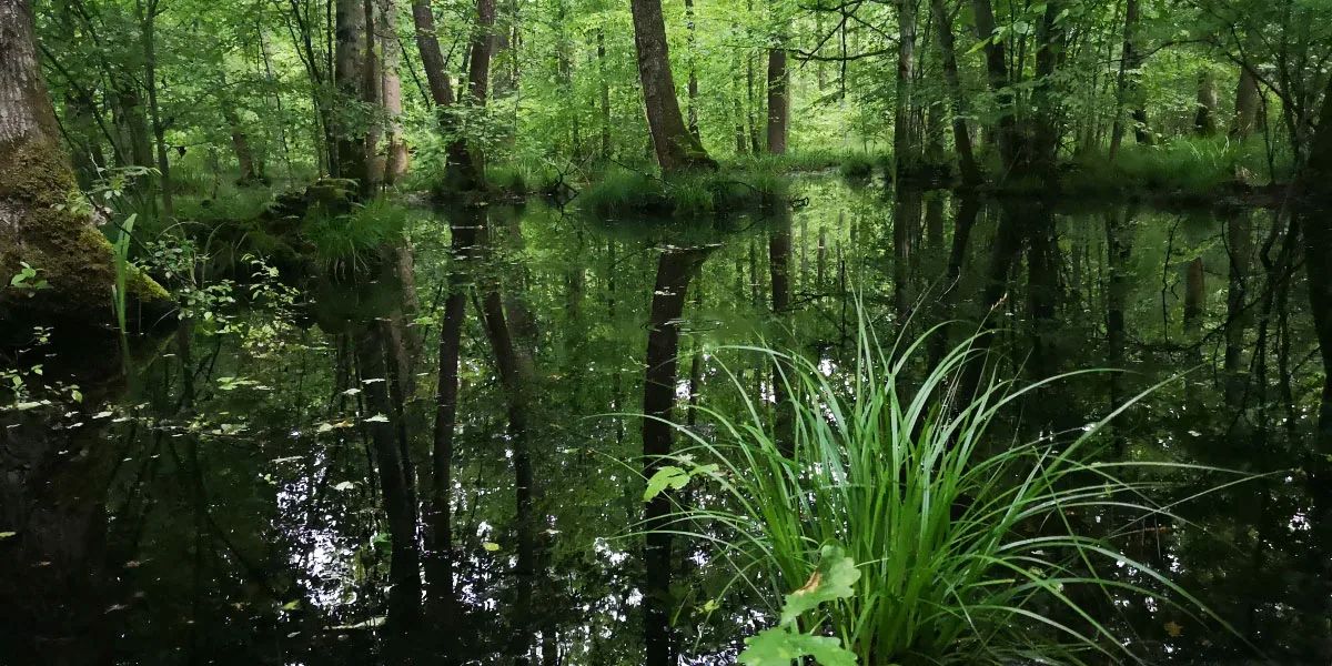Krakovsi forest, Ljubljana, Slovenia 