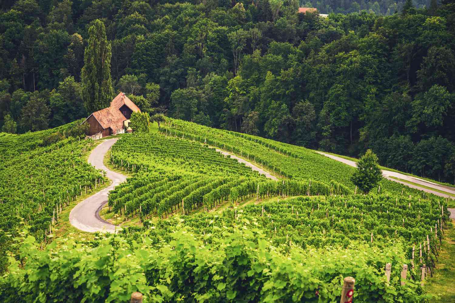 Slovenian Wine region